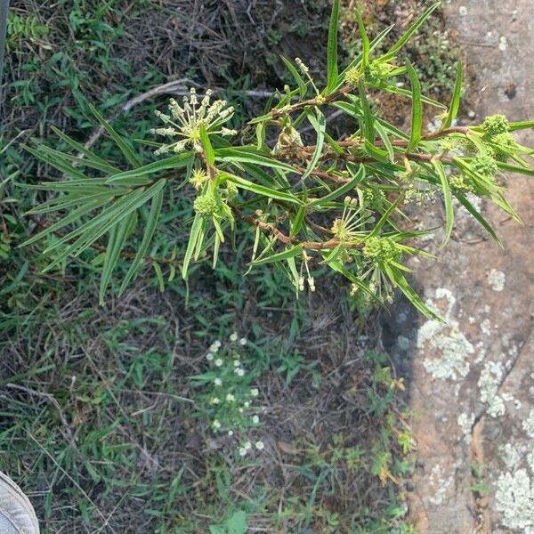 Asclepias viridiflora Ліст