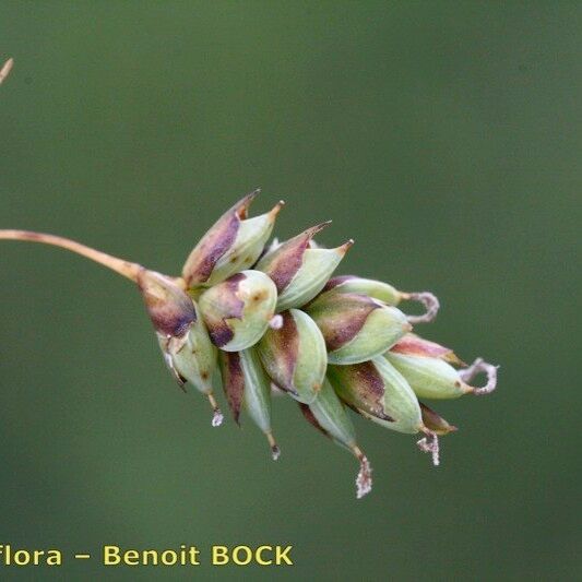 Carex limosa ഫലം