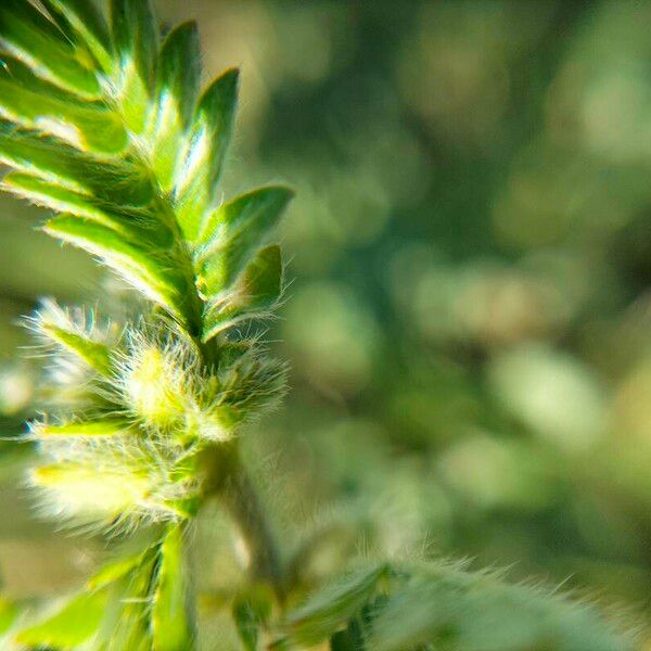 Astragalus sesameus 葉