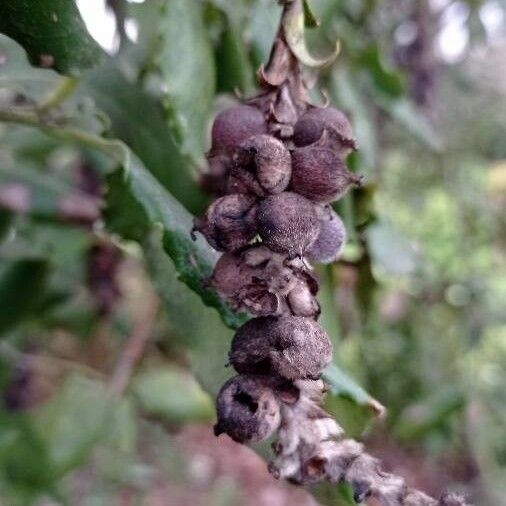 Garrya elliptica Fruit