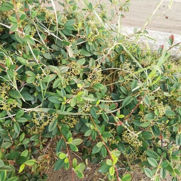 Cotoneaster coriaceus Leaf