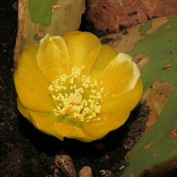 Opuntia ficus-indica Žiedas