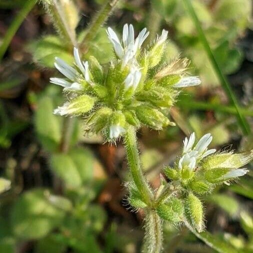 Cerastium glomeratum Kvet