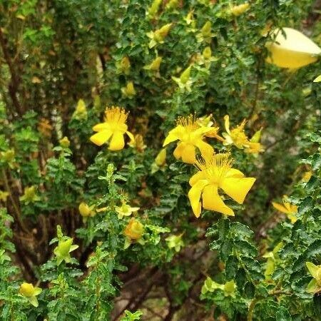 Hypericum balearicum Elinympäristö