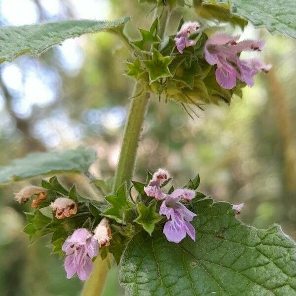 Ballota nigra Blodyn