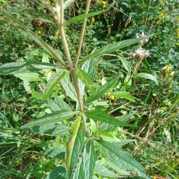 Eupatorium cannabinum Цвят