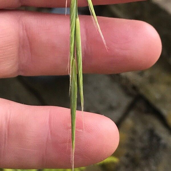 Brachypodium sylvaticum പുഷ്പം