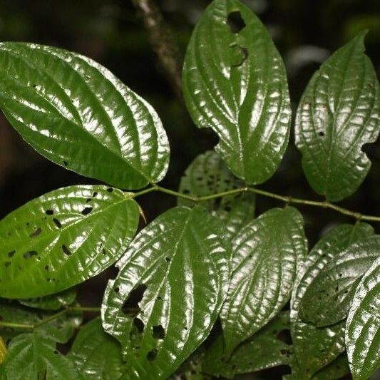 Piper hispidum Leaf