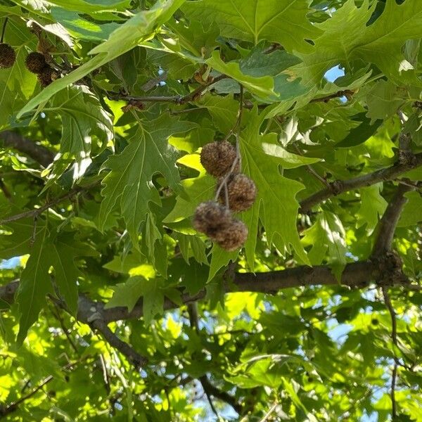 Platanus orientalis Φρούτο