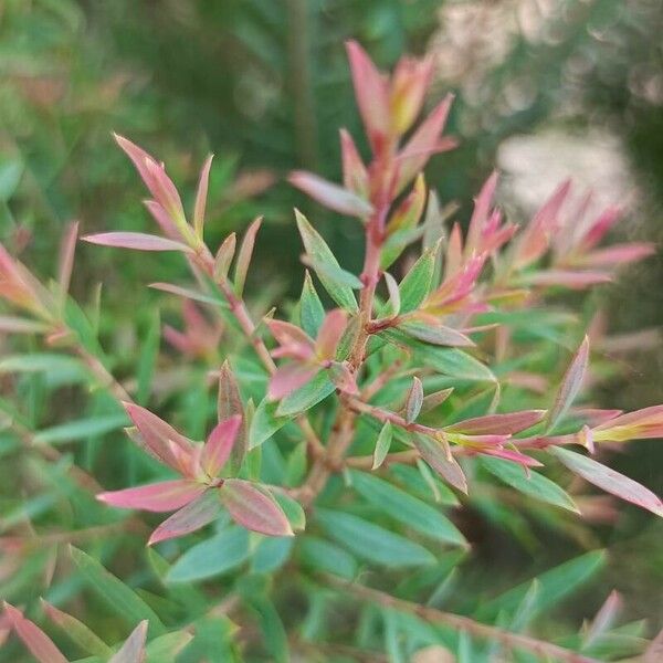 Melaleuca linariifolia Lapas