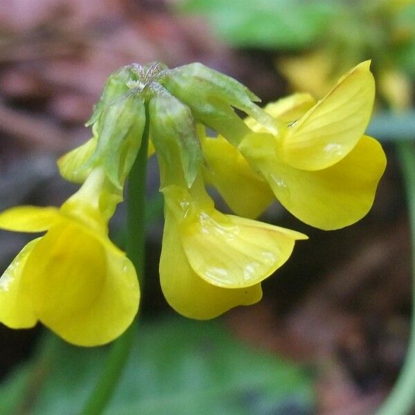 Coronilla vaginalis Flower