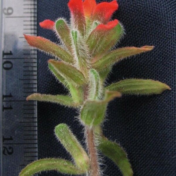 Castilleja arvensis Egyéb