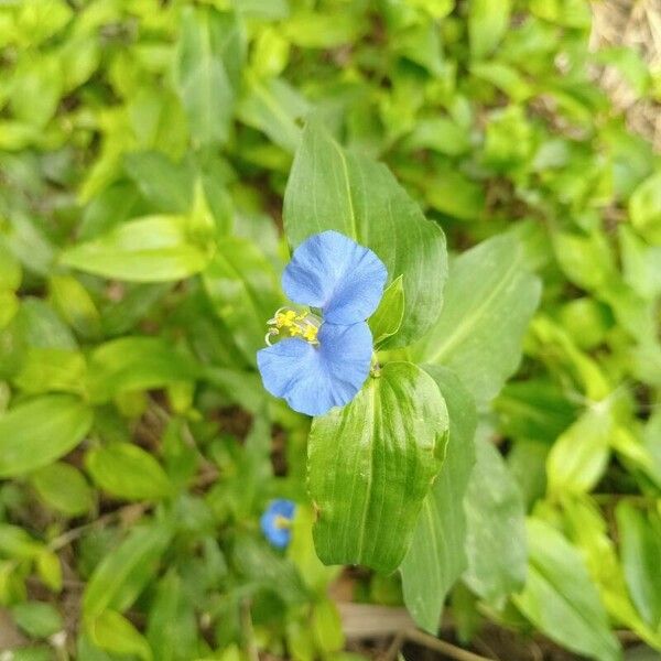 Commelina erecta ফুল