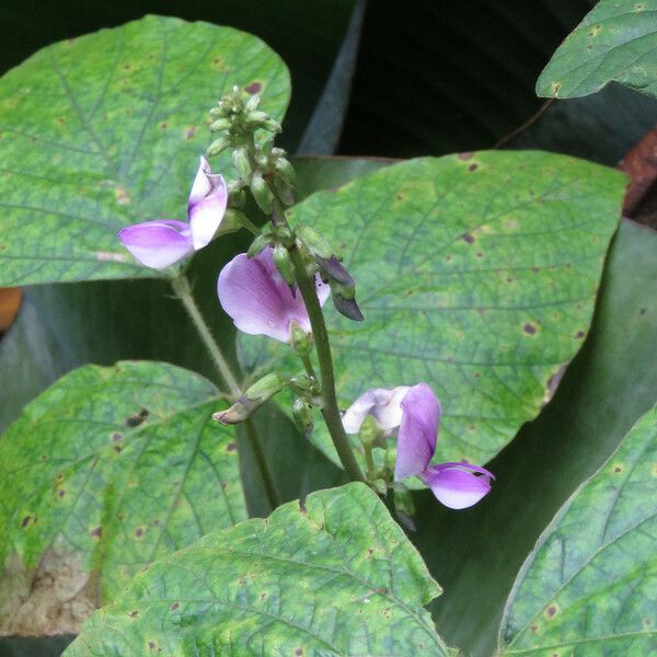 Pueraria phaseoloides 葉