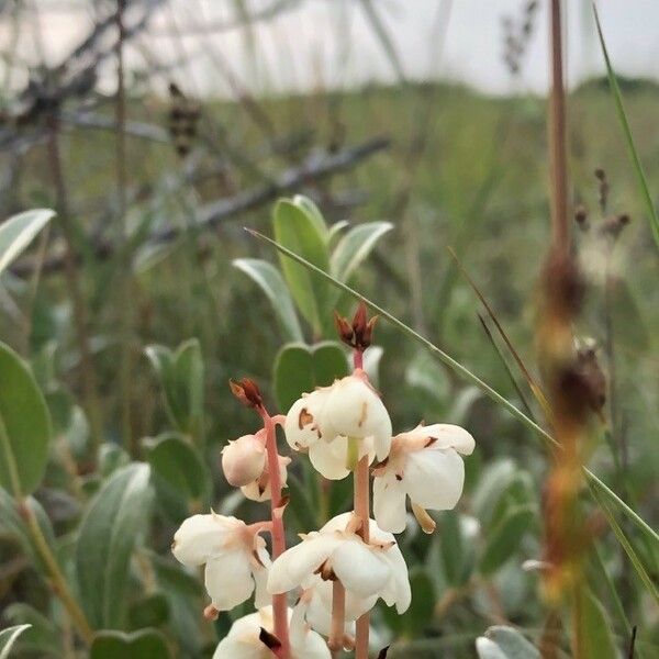 Pyrola rotundifolia Flor