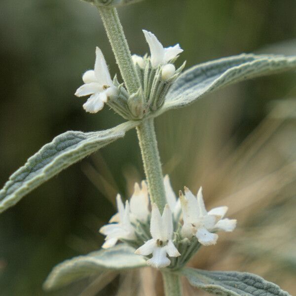 Marrubium peregrinum Flower