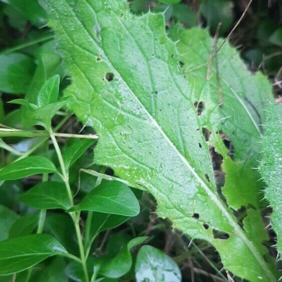 Cirsium brevistylum Hoja