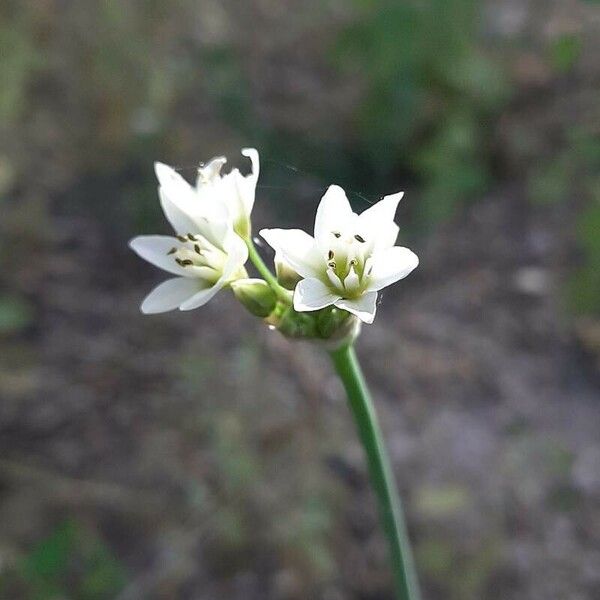 Nothoscordum gracile Květ