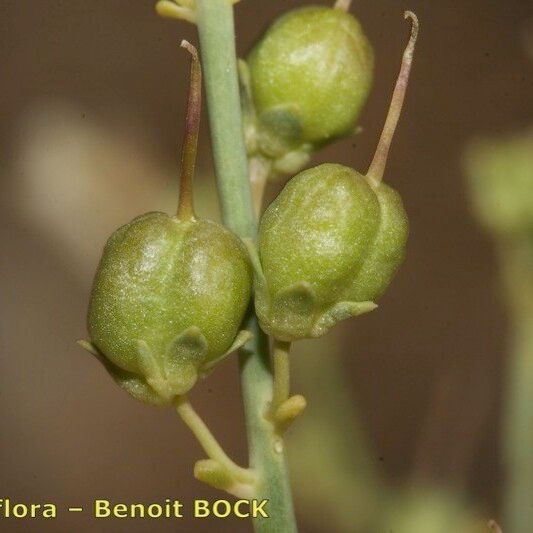 Acanthorrhinum ramosissimum Fruit