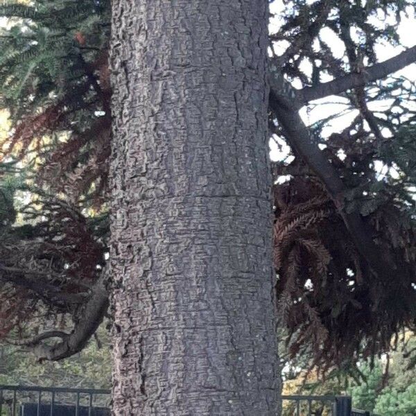 Araucaria angustifolia Escorça