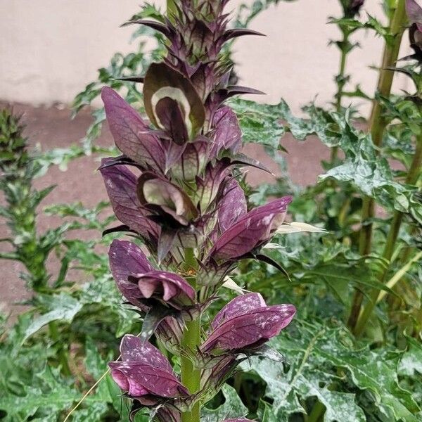 Acanthus spinosus Blüte