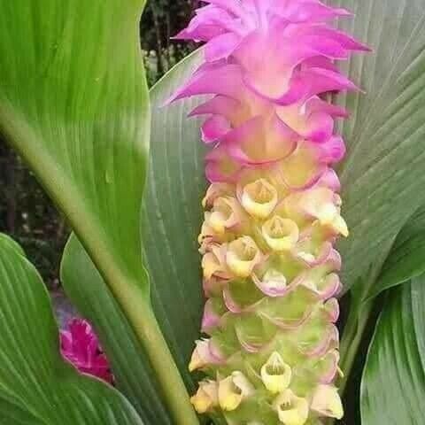 Curcuma longa Flower