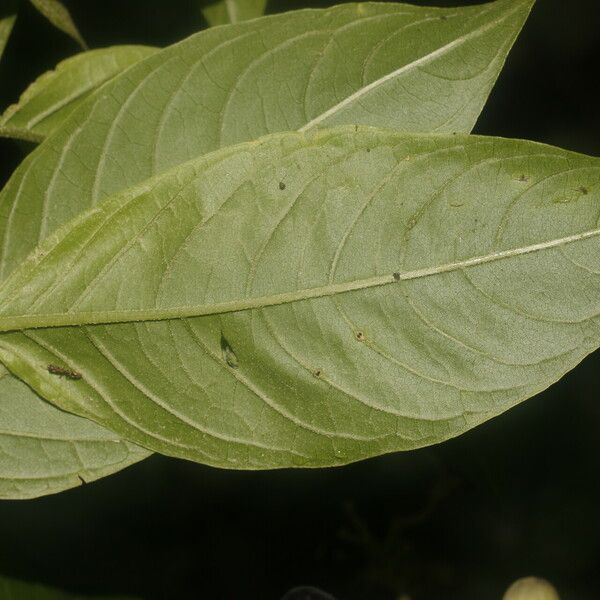 Cestrum reflexum Leaf