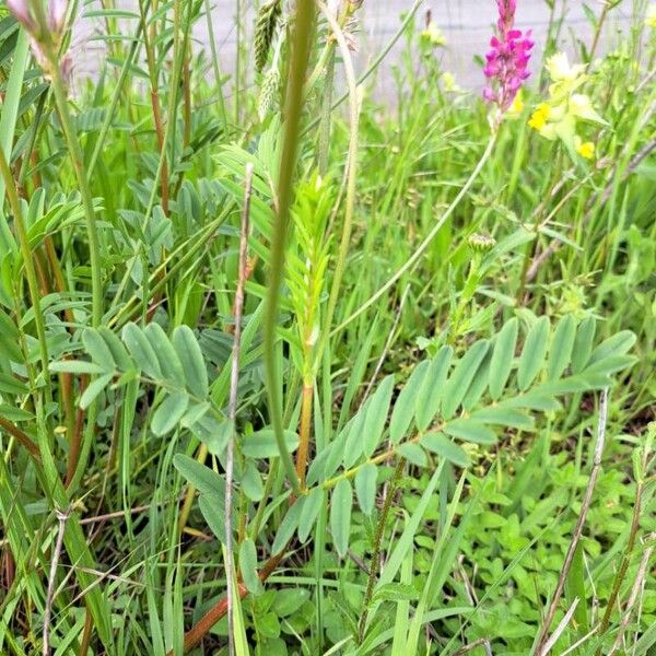 Onobrychis viciifolia Blad