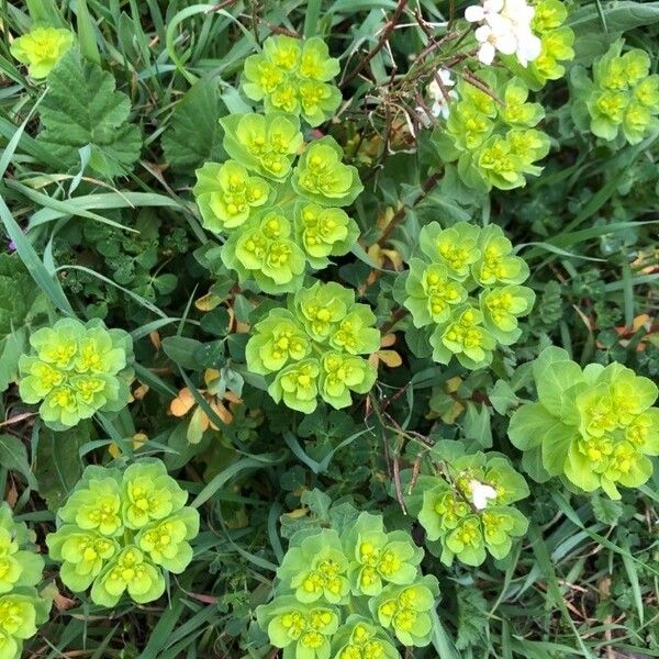 Euphorbia helioscopia Yaprak