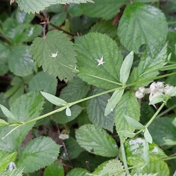 Stellaria alsine Blüte