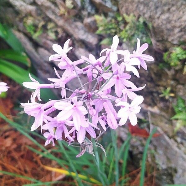 Tulbaghia violacea Õis