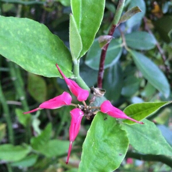 Pedilanthus tithymaloides Flors