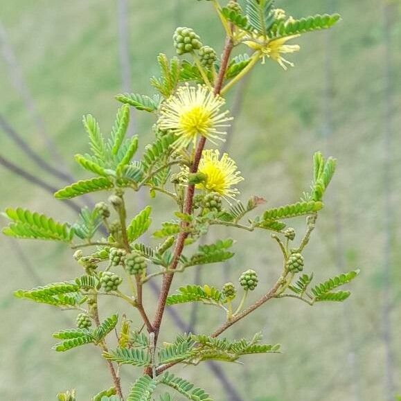 Vachellia caven പുഷ്പം