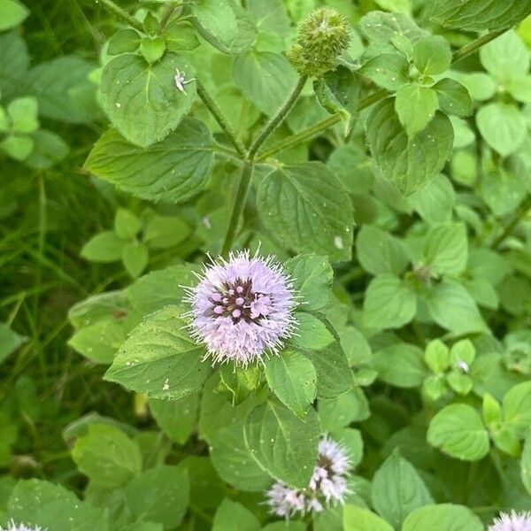 Mentha aquatica Flower