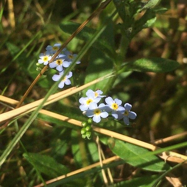 Myosotis scorpioides Kukka