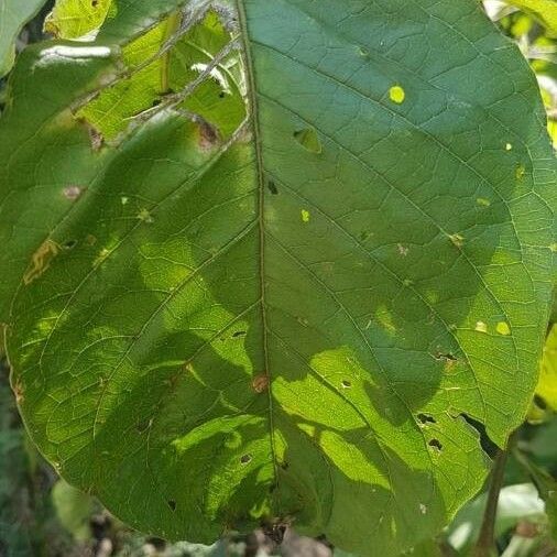 Vangueria madagascariensis Leaf