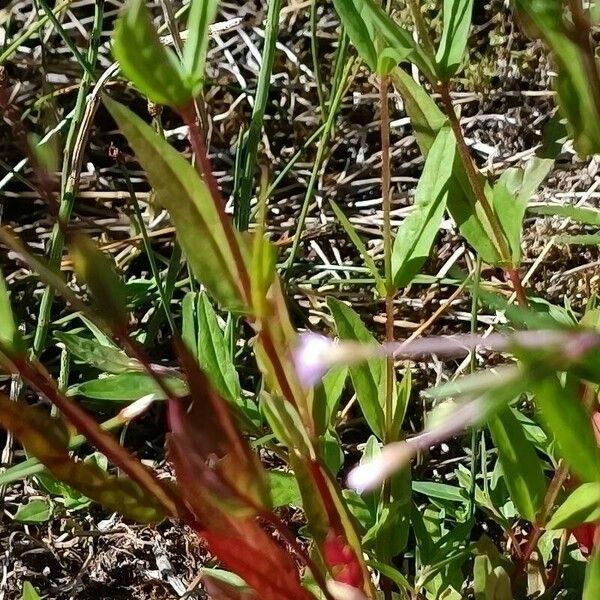 Epilobium palustre Foglia