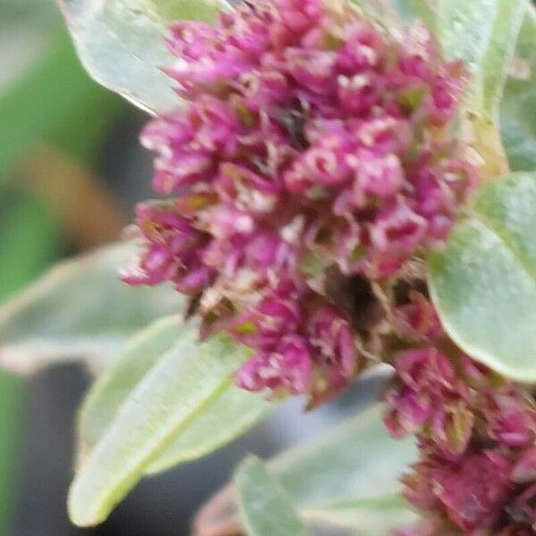 Amaranthus blitoides Blüte