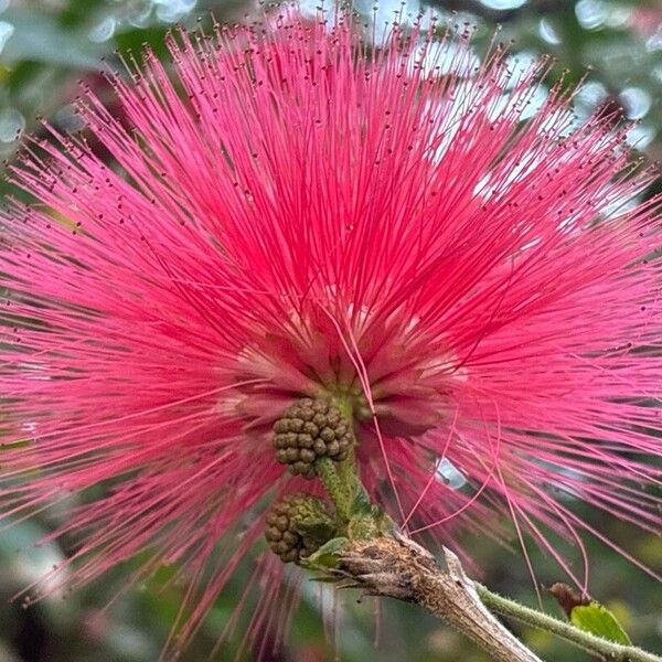 Calliandra haematocephala Flor