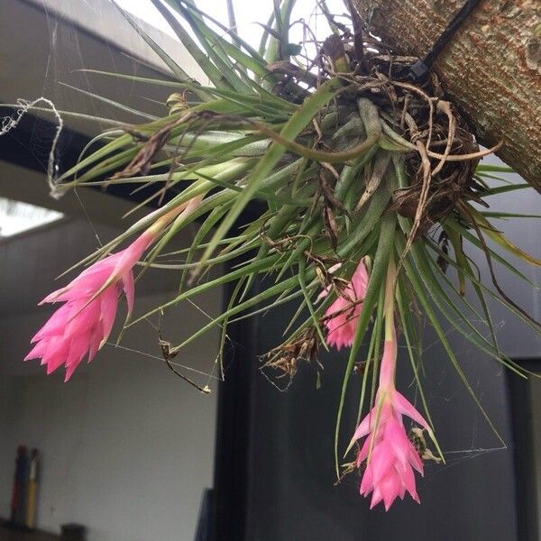 Tillandsia stricta Flower