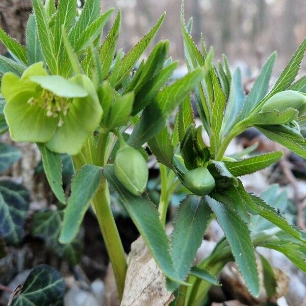 Helleborus viridis Květ