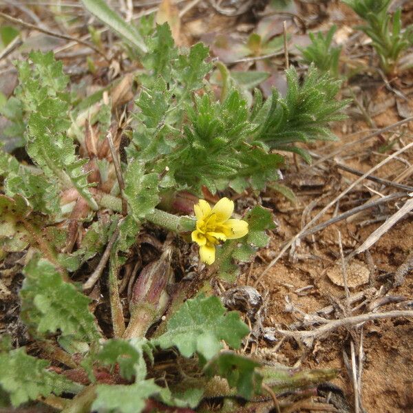 Hyoseris scabra その他の提案