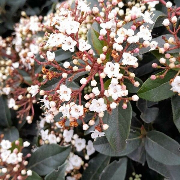 Viburnum tinus 花