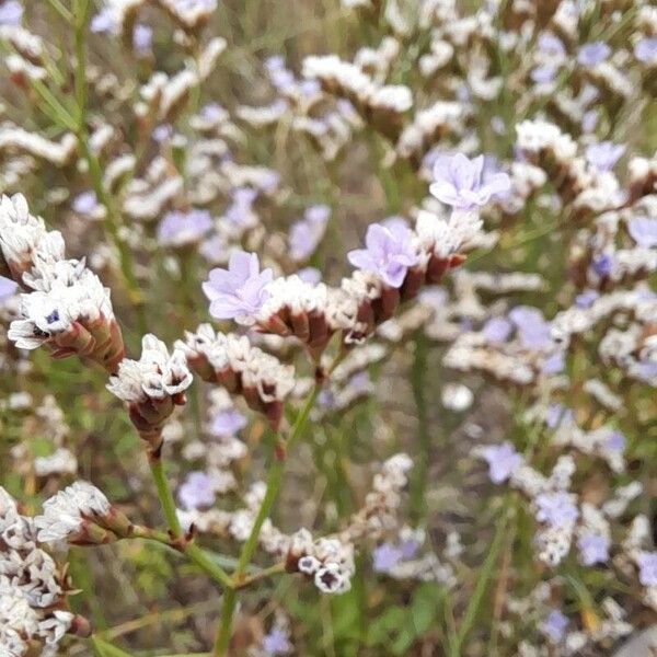 Limonium vulgare Цветок