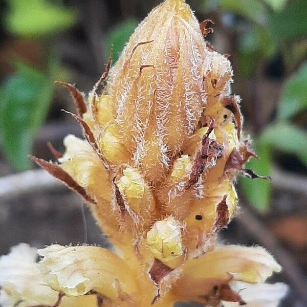 Orobanche caryophyllacea Flower