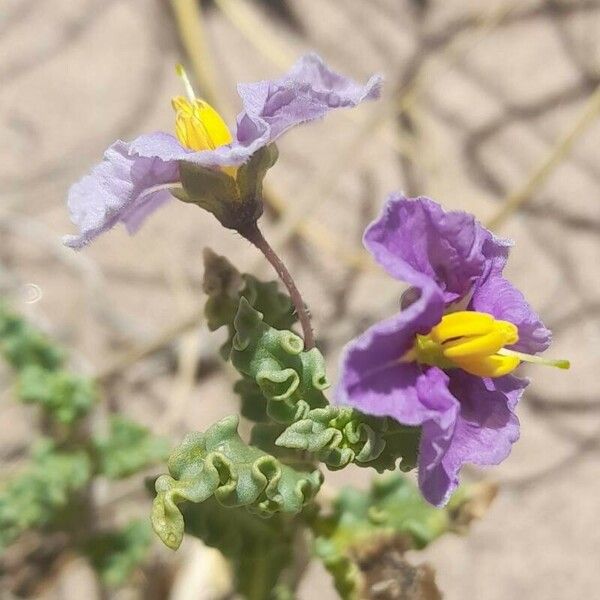 Solanum sinuatirecurvum Flor