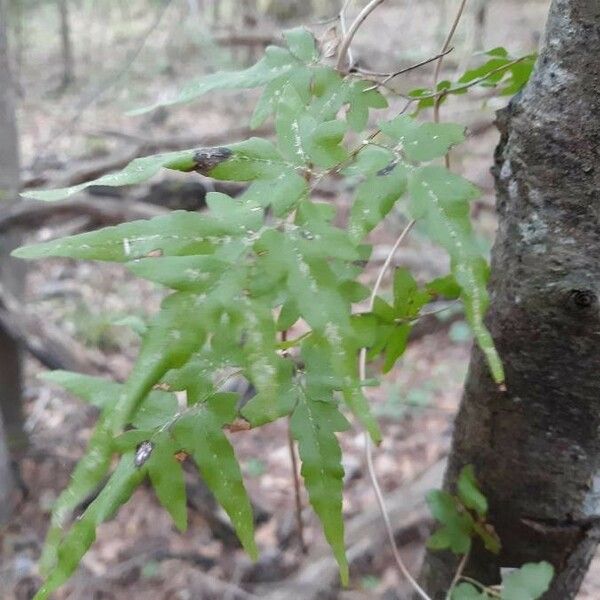 Lygodium japonicum Ліст