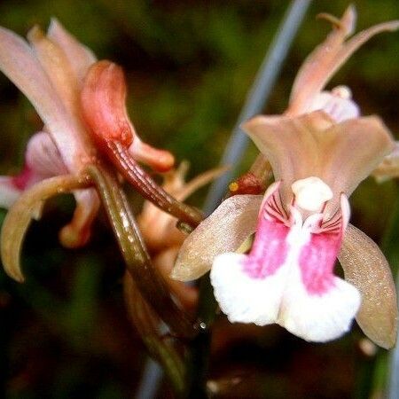 Eulophia maculata Flower