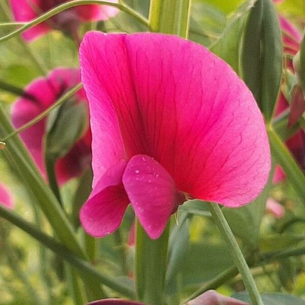 Lathyrus tingitanus Кветка