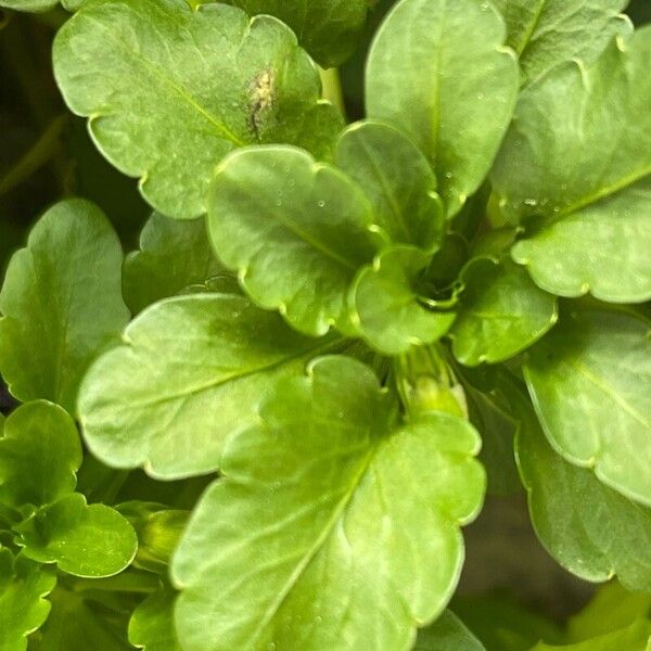 Viola cornuta Leaf